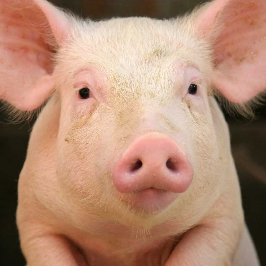 Down on the city farm