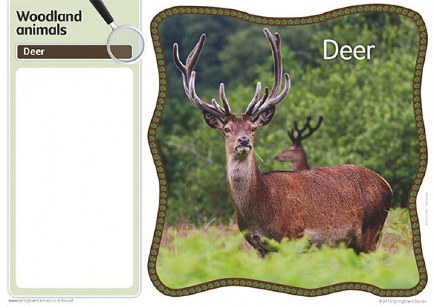 Woodlands fact cards – image