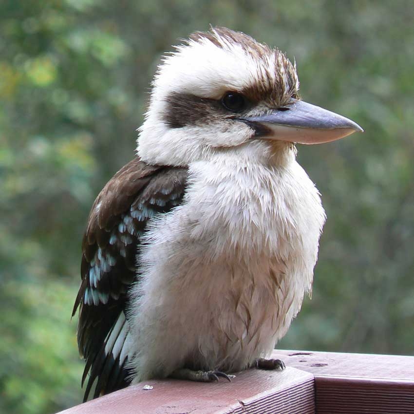 Assembly time &ndash; Australia