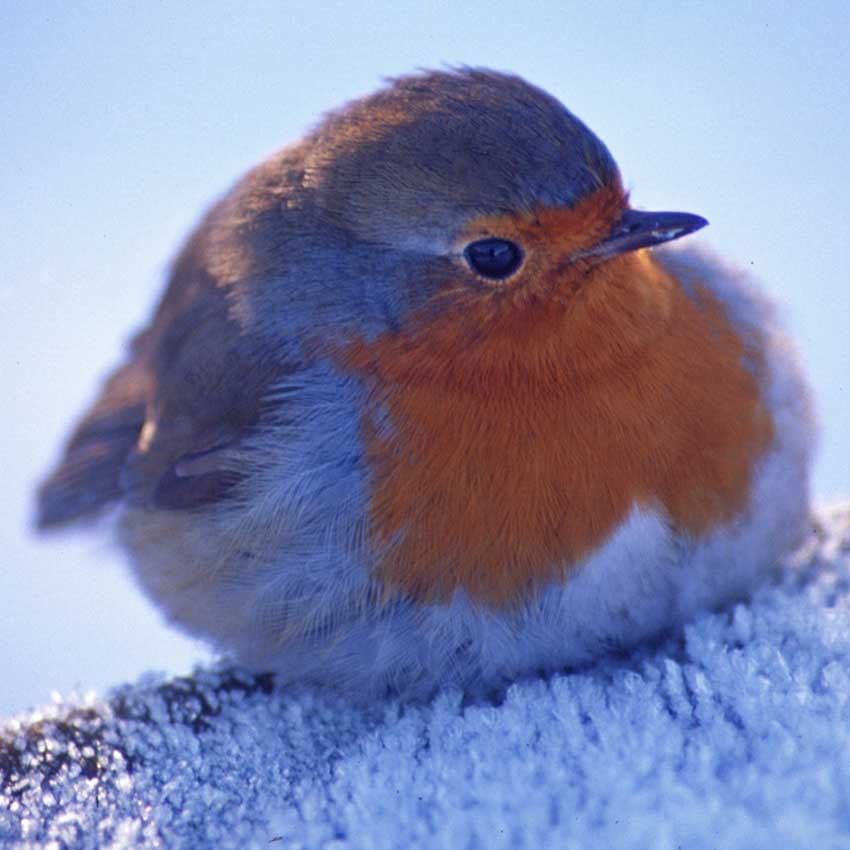 Whatever the weather