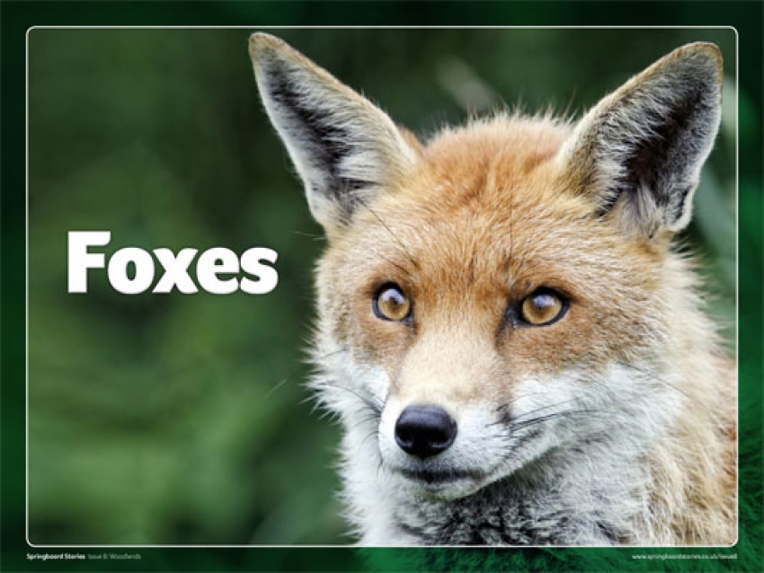 Foxes slideshow primary resource