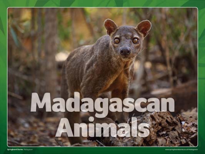 Animals slideshow