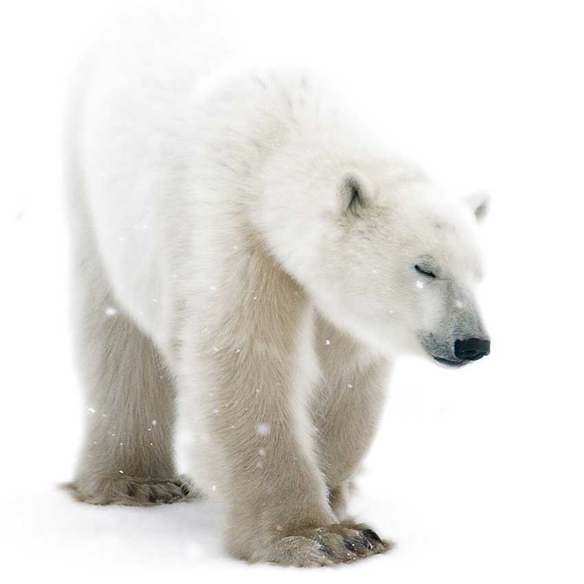 Snowtastic science