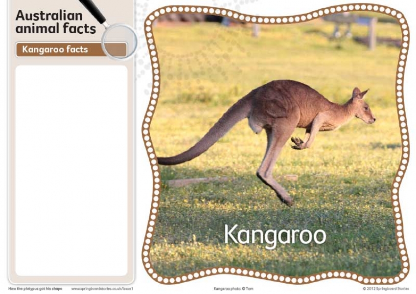 Animal fact cards &ndash; image
