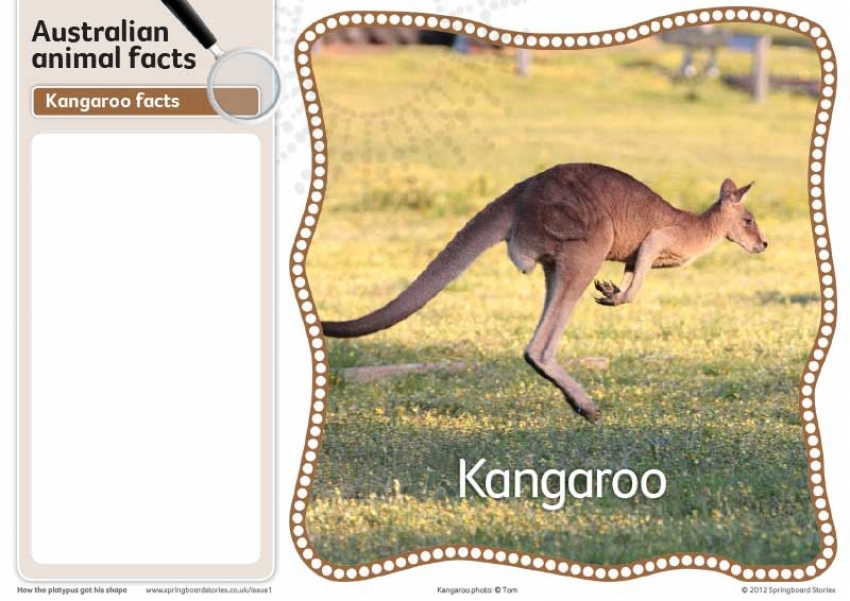 Animal fact cards – image